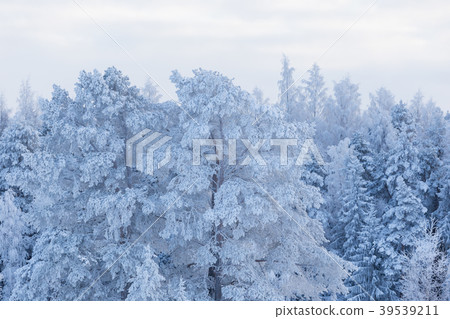 Trees covered in snow Trees covered in snow 39539211