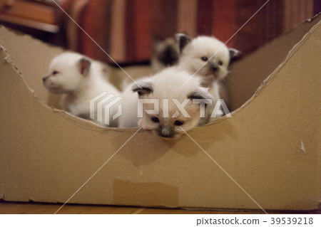 Sacred Birman kittens 39539218