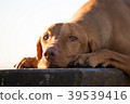 Lay down hungarian vizsla dog on wooden chair in 39539416
