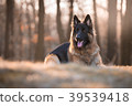 Portrait of german shepherd dog in spring morning 39539418