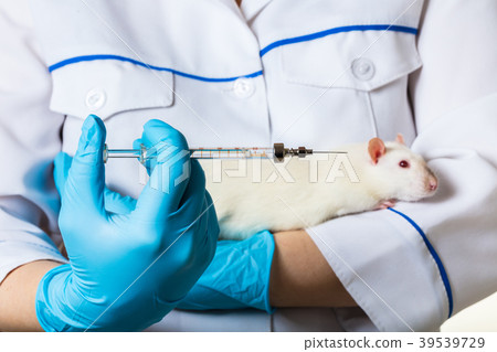 woman with syringe and a white rat woman with syringe and a white rat 39539729