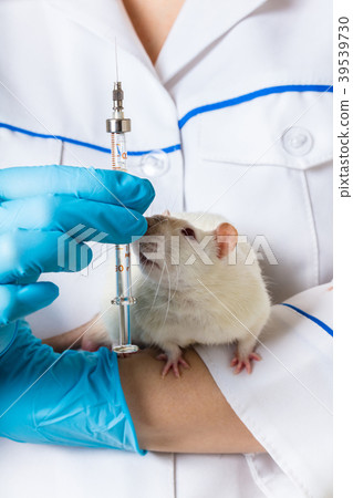 vet with rat and syringe vet with rat and syringe 39539730