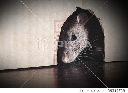 gray rat peeking out gray rat peeking out 39539739