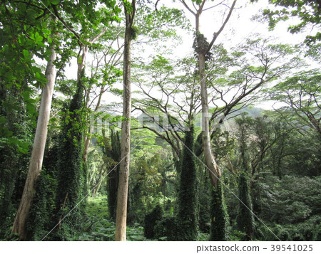 夏威夷的馬諾阿秋天 39541025