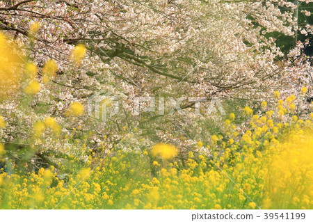 Row of cherry blossoms and rape blossoms of Nakagawa Embankment 39541199