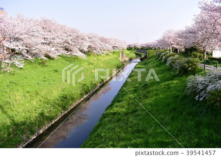 Cherry blossoms in the Milky Way (Toyota River) in Mobara City, Chiba Prefecture 39541457
