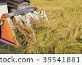 Rice harvester combine 39541881
