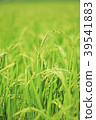 Rice field 39541883