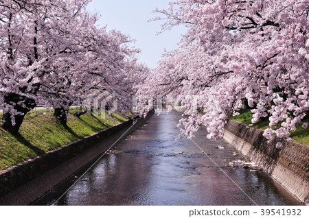 Cherry tree in Gojo River 39541932