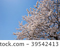 Cherry blossoms in full bloom and blue sky 39542413