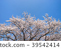 Cherry blossoms in full bloom and blue sky 39542414