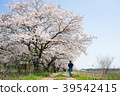 Sakura and the blue sky and the boy in full bloom 39542415