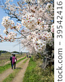 Senior couple with full bloom cherry blossoms and blue sky 39542416