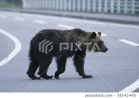 北海道野生棕熊過馬路 39542448