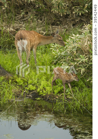父母子女的北海道Ezo鹿 39542449