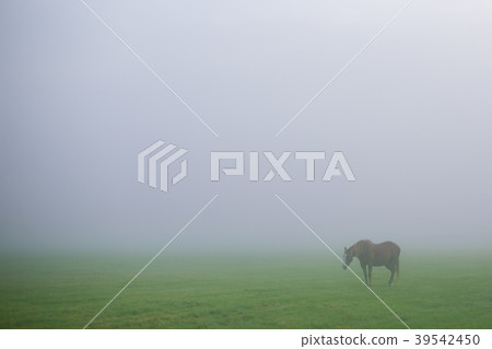 在北海道的霧中的馬 39542450