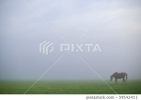 走在霧的馬在北海道 39542451