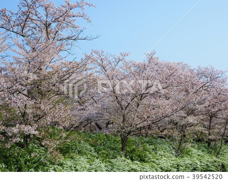 A row of cherry blossom trees along the Milky Way 39542520