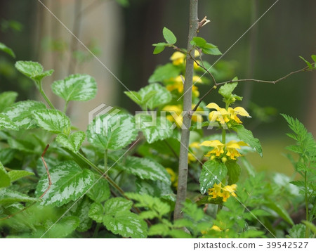 Yellow-legged scorpion grows naturally in Osaka Castle Park Yellow-legged scorpion grows naturally in Osaka Castle Park 39542527