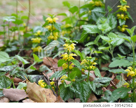 Yellow-legged scorpion grows naturally in Osaka Castle Park Yellow-legged scorpion grows naturally in Osaka Castle Park 39542562
