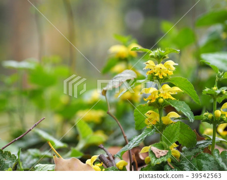 Yellow-legged scorpion grows naturally in Osaka Castle Park 39542563