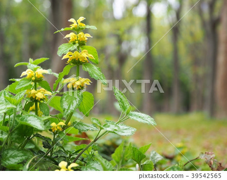 Yellow-legged scorpion grows naturally in Osaka Castle Park 39542565