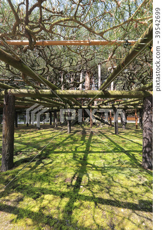 Marugame City, Kagawa Prefecture "Nakatsu Universal Garden" Obaramatsu 39542699