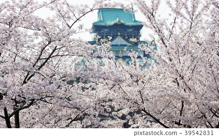 Sakura and Osaka Castle in full bloom Sakura and Osaka Castle in full bloom 39542831