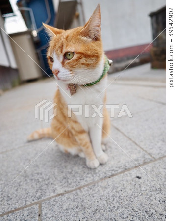 一隻貓 一隻貓 39542902