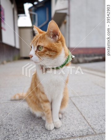 一隻貓 一隻貓 39542903