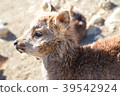 Profile of Deer 39542924