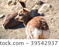 Shooting a deer from behind 39542937