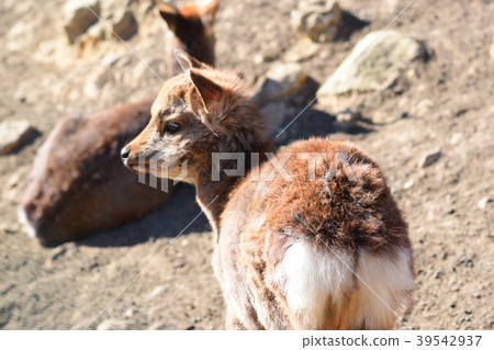 Shooting a deer from behind 39542937