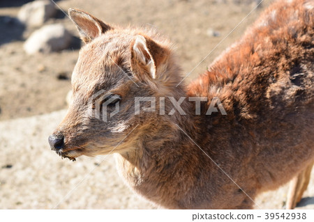 Shooting a deer from diagonally above 39542938