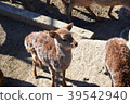 Odeka in the herd 39542940
