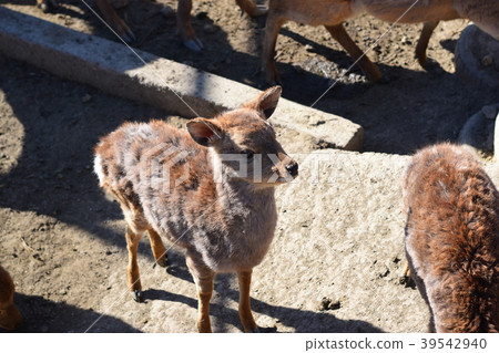 Odeka in the herd 39542940