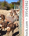 Deer beside the fence 39542982
