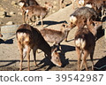 A flock of deer and a deer 2 39542987