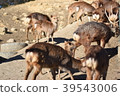 Herd of deer and a deer 39543006