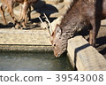 Deer's water bottle 39543008