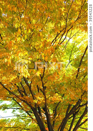Scenery of autumn leaves 39543228