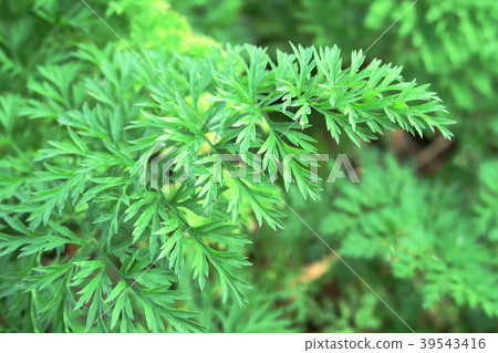 Carrot leaves 39543416