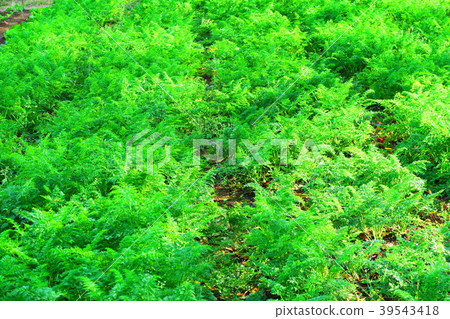 Carrot leaves 39543418