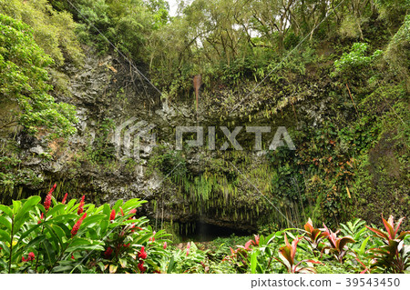 Fern Grotto Fern Grotto 39543450
