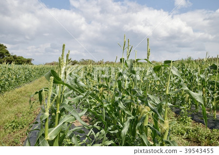 Corn field Corn field 39543455