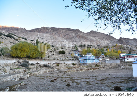 Nako village in the Qinnaur valley India A parent and child of cows grazing in beautiful mountains and dwelling fields 39543640
