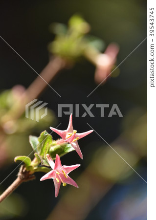 Ugisu Kagura（瑜伽神樂） 39543745