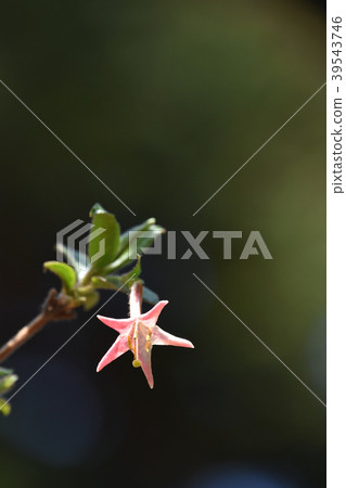 Ugisu Kagura(瑜伽神樂) Ugisu Kagura(瑜伽神樂) 39543746