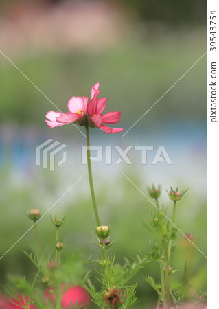 the Cosmos flower on a green back ground closeup the Cosmos flower on a green back ground closeup 39543754