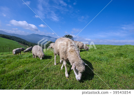 Sheep in Daegwallyeong Ranch Sheep in Daegwallyeong Ranch 39543854